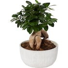 Ficus ginseng en promo chez Carrefour Nanterre à 19,99 €