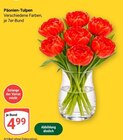 Päonien-Tulpen Angebote bei GLOBUS Maintal für 4,99 €