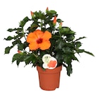Jardiland Chambry - Promo Hibiscus Promo Hibiscus à 12,99 € dans le catalogue Jardiland à Chambry