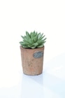 Sukkulenten in Terracotta im Lidl Prospekt Sukkulenten in Terracotta im aktuellen Lidl Prospekt für 3,99 €