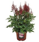 Prachtspiere im Angebot bei Hagebaumarkt in Stralsund Prachtspiere Angebote bei Hagebaumarkt Stralsund für 12,99 €