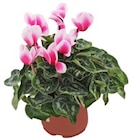 Alpenveilchen Sondersorten bei Kaufland im Bad Segeberg Prospekt für 2,49 €