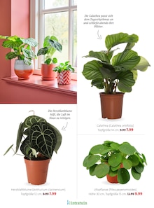 Pflanzen im aktuellen Blumen Ostmann Prospekt (Bremen) Pflanzen im Blumen Ostmann Prospekt "Bring Schwung in dein Zuhause" mit 29 Seiten (Bremen)