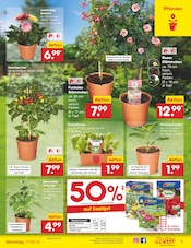Ähnliche Weihrauchpflanze Angebote im Prospekt "Aktuelle Angebote" von Netto Marken-Discount Ähnliches Angebot bei Netto Marken-Discount in Prospekt "Aktuelle Angebote" gefunden auf Seite 9