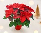 Promo Poinsettia Pailleté à 9,99 € dans le catalogue Bi1 à Venarey-les-Laumes
