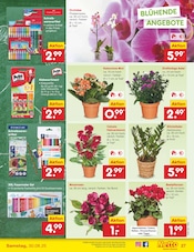 Chrysantheme im Netto Marken-Discount Prospekt in Wiesbaden Aktueller Netto Marken-Discount Prospekt mit Chrysantheme, "Aktuelle Angebote", Seite 39