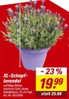 Aktuelle Lavendel Angebote bei toom Baumarkt in Duisburg Aktuelles XL-Schopf-lavendel Angebot bei toom Baumarkt in Duisburg ab 19,99 €