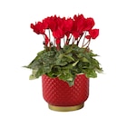 Jardiland La Queue-en-Brie - Promo Mini-cyclamen Promo Mini-cyclamen à 2,50 € dans le catalogue Jardiland à La Queue-en-Brie