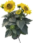 Hagebaumarkt Breddin - Sonnenblume Angebot im Prospekt Sonnenblume bei Hagebaumarkt im Breddin Prospekt für 7,99 €