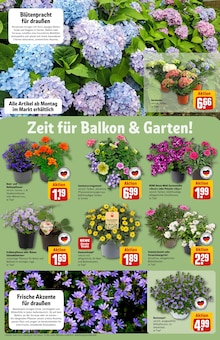 Hortensie im REWE Prospekt "Dein Markt" mit 30 Seiten (Düsseldorf)