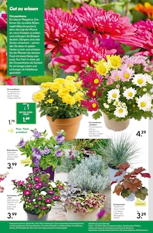 Blumen im aktuellen BayWa Bau- und Gartenmärkte Prospekt (Nürnberg) Blumen im BayWa Bau- und Gartenmärkte Prospekt "Hier bin ich gern" mit 16 Seiten (Nürnberg)