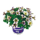 Netto mit dem Scottie Struppen - Petunia "Peppy" Angebot im Prospekt Petunia "Peppy" bei Netto mit dem Scottie im Struppen Prospekt für 1,99 €