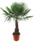 Chinesische Hanfpalme bei OBI im Biedenkopf Prospekt für 29,99 €