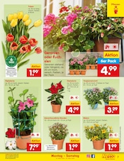 Aktueller Netto Marken-Discount Prospekt mit Pflanzen, "Aktuelle Angebote", Seite 7