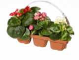 Aktuelle Pflanzen Angebote bei Netto Marken-Discount in Krefeld Aktuelles Beet und Balkon Mix Angebot bei Netto Marken-Discount in Krefeld ab 3,99 €