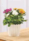 Chrysanthème Tricolore en promo chez Hyper U Saintes à 4,99 €