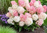 Rispenhortensie 'Living Creations' Angebote von Grow by OBI bei OBI Ratingen für 24,99 €