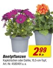 Aktuelles Beetpflanzen Angebot bei toom Baumarkt in Aachen ab 2,99 €