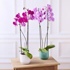 Promo Orchidée 2 tiges à 11,99 € dans le catalogue Bi1 à Bourbon-Lancy