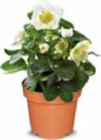 Christrose für 3,99 € bei Netto Marken-Discount im Angebot Christrose im aktuellen Netto Marken-Discount Prospekt