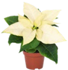 Weihnachts- oder Zauberstern bei Kaufland im Bargteheide Prospekt für 1,19 €