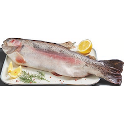 Ganze Lachsforelle