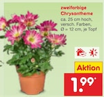 zweifarbige Chrysantheme im aktuellen Netto Marken-Discount Prospekt