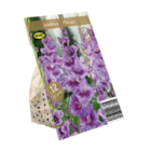 Premium-/Standard-Blumenzwiebeln im aktuellen Lidl Prospekt