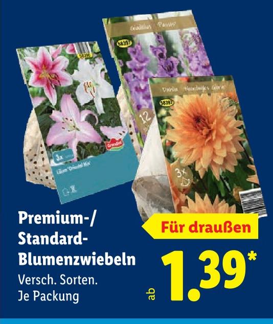 Premium-/Standard-Blumenzwiebeln