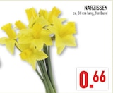 Narzissen bei Marktkauf im Halle Prospekt für 0,66 €
