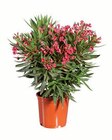 Oleander XXL bei Lidl im Prospekt "" für 9,99 €