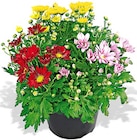 Bunte Chrysantheme bei Penny im Munster Prospekt für 2,49 €