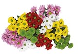 Chrysanthemenstrauß strauß »Santini Festival« Angebot in Gemmrigheim Chrysanthemenstrauß strauß »Santini Festival« im aktuellen Prospekt bei REWE in Gemmrigheim