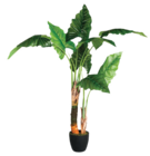 Bananier à 39,99 € dans le catalogue Maxi Bazar