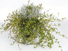 Stacheldraht-Mühlenbeckia-Mix bei Thomas Philipps in Osnabrück Stacheldraht-Mühlenbeckia-Mix im Angebot bei Thomas Philipps Osnabrück für 1,49 €