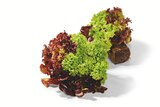 Netto Marken-Discount Rosenow - Mixsalat mit Wurzel Angebot im Prospekt Mixsalat mit Wurzel bei Netto Marken-Discount im Rosenow Prospekt für 0,79 €