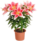 Lilien  im aktuellen Kaufland Prospekt für 3,49 €