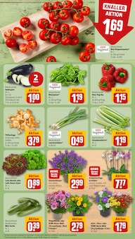 Pflanzen im aktuellen REWE Prospekt (Salzgitter) Pflanzen im REWE Prospekt "Dein Markt" mit 26 Seiten (Salzgitter)