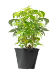 BIO-Himbeere für 9,99 € bei Blume 2000 im Angebot BIO-Himbeere im aktuellen Blume 2000 Prospekt