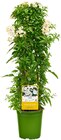 Sommerjasmin von  im aktuellen REWE Prospekt für 11,99 €