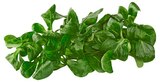 Bio Feldsalat im Angebot bei REWE in Cottbus Bio Feldsalat Angebote von REWE Bio bei REWE Cottbus für 1,19 €
