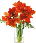 Amaryllis/Eukalyptus Strauß für 6,99 € bei Netto mit dem Scottie im Angebot Amaryllis/Eukalyptus Strauß im aktuellen Netto mit dem Scottie Prospekt