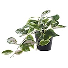 Topfpflanze, künstlich drinnen/draußen/Herzblatt hängend Angebot im IKEA Prospekt Topfpflanze, künstlich drinnen/draußen/Herzblatt hängend im IKEA Prospekt zum Preis von 2,99 €