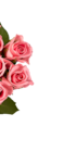 Orchidée 2 tiges - Lidl à Reims Orchidée 2 tiges en promo chez Lidl Reims à 7,99 €