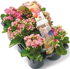 Garten-Kalanchoe  im aktuellen Netto mit dem Scottie Prospekt für 6,49 €
