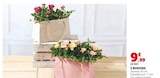 3 Rosiers en promo chez Super U Le Mans à 9,99 €