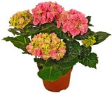 REWE Hildburghausen - Hortensie Angebot im Prospekt Hortensie bei REWE im Hildburghausen Prospekt für 3,99 €