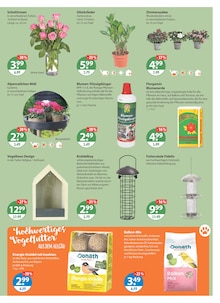 Alpenveilchen im V-Markt Prospekt "V-Markt einfach besser einkaufen" mit 22 Seiten (München)