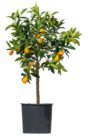 Zitrus Kumquat im Angebot bei Blume 2000 in Reutlingen Zitrus Kumquat Angebote bei Blume 2000 Reutlingen für 29,99 €