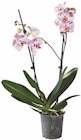 Schmetterlingsorchidee im aktuellen Lidl Prospekt